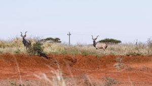 Fotografie z fotogalerie ubytování Umkhaya lodge v destinaci Mkuze