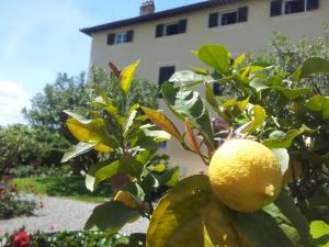 a lemon on a tree in front of a building at Fattoria Gambaro di Petrognano in Collodi