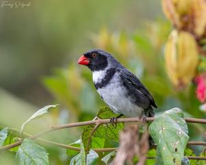 Gallery image of Owl's Watch at Rio Blanco in Manizales