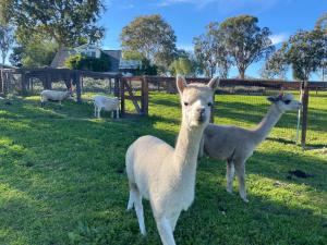 Anavo Farm’s Chic Sheep Retreat في سولفانغ: اللامان يقف في العشب في حقل