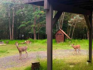 deux cerfs debout dans un champ à côté d'une cabine dans l'établissement Rustic Poconos Winding Way Chalet, à Albrightsville