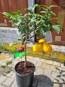 Ogród w obiekcie Ospitalità Agricola di Langa Alloggio Mansardato Vacanze