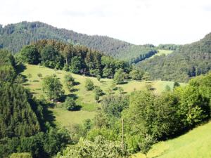 a green field with trees in the middle of a mountain at Cosy farmhouse apartment at the edge of the forest in Mühlenbach