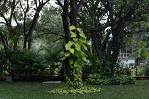 a tree with green ivy growing on it at Giovanni Village Resort in Bhopal +73 photos