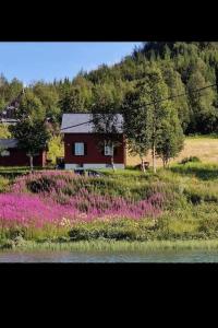 een huis met een veld roze bloemen naast een meer bij Mini Lyngen in Jægervatnet