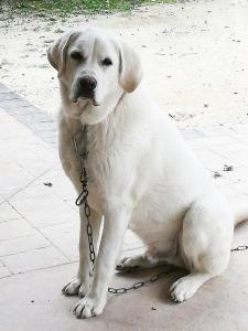 un chien blanc sur une chaîne assis sur un trottoir dans l'établissement Ático con vistas a la ciudad, à Ontinyent