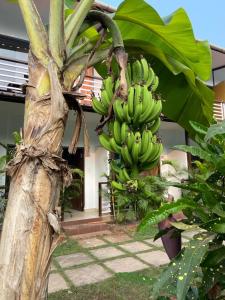 Banda bananów wisząca na drzewie bananowym w obiekcie Yogitree Beach Resort & Cafe w mieście Morjim
