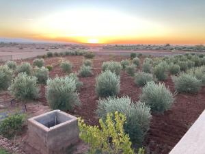 een veld van struiken met de zonsondergang op de achtergrond bij Family villa with swimming pool and a wonderful mountain view in Marrakesh