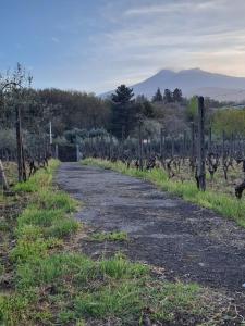 un camino de tierra en un viñedo con una valla en Etna vineyard Sicily, en Piedimonte Etneo