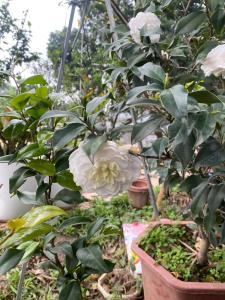 Undertree life villa في Hòa Bình: مجموعة من النباتات البيضاء في الحديقة