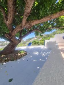 a bench under a tree next to a sidewalk at Le Case dei Pescatori - Albicocco in Ponza