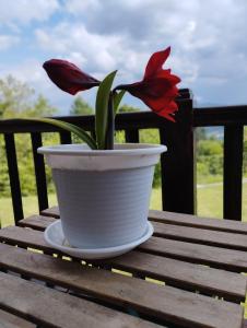 une fleur rouge dans un pot blanc sur une table en bois dans l'établissement B&B Eguzkitza, à Elgeta