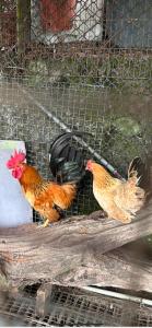 zwei Hühner stehen neben einem Käfig in der Unterkunft Country Homestay in Guoxing