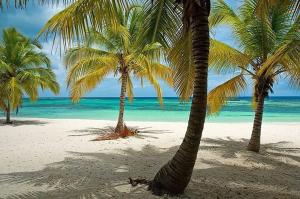 dos palmeras en una playa con el océano en Boca chica Relax en Boca Chica