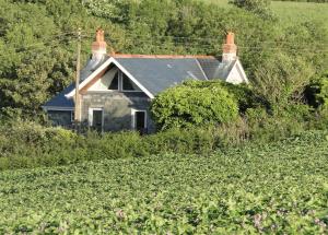 a house in the middle of a field of crops at Cober House in Helston