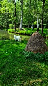 biały pies siedzący w trawie koło rzeki w obiekcie Kauperhaus w mieście Burg