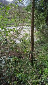 un arbre dans l'herbe à côté d'un arbre dans l'établissement Casa di Paola a Tufo, à Santa Paolina