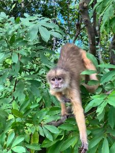 a monkey walking on a branch of a tree at POUSADA DA DRI LODGE in Iranduba