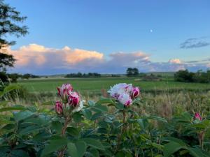 dos flores rosas y blancas en un campo en Drömhus på Österlen en Glemminge