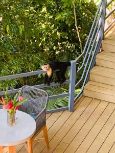 a black cat standing on a railing on a deck at Villas en el Bosque in Ojochal