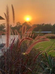 a sunset over a field of grass with the sun in the background at Jaadooghar Stays, Earth Friendly Stay, Chandigarh in Chandīgarh