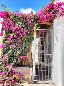 um edifício branco com flores cor-de-rosa e um portão em HOTEL LAS COLORADAS em Yuluc