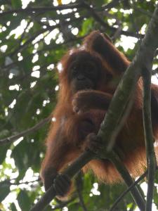 un mono está sentado en una rama de árbol en Jungle Treking In Bukit Lawang Booking with us, en Timbanglawang