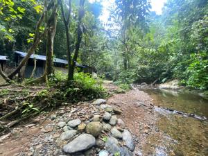 un arroyo en medio de un bosque en Jungle Treking In Bukit Lawang Booking with us, en Timbanglawang