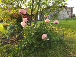 un ramo de flores rosas en un jardín en Zielone Wzgórze - piętro gościnne, en Godkowo