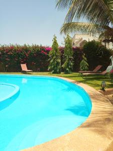 a large blue swimming pool with two chairs and a palm tree at Villa Savana in Somone