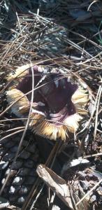 een dode vogel ligt op de grond bij habitación en casa de campo in La Paloma