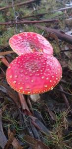 a red mushroom on the ground in the grass at habitación en casa de campo in La Paloma