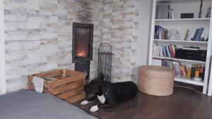 a dog laying on the floor next to a fireplace at Ferienwohnung Nahe Schiffshebewerk 
