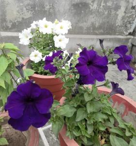un groupe de fleurs violettes et blanches en pots dans l'établissement Gokul PG Homestay, à Gorakhpur