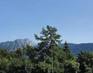 a tall pine tree with mountains in the background at Chez Juliette in Leysin