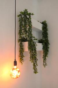 ein hängendes hängendes Licht mit einer grünen Effenpflanze in der Unterkunft Broom House in San Foca