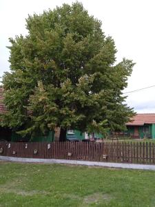 ein Baum vor einem Holzzaun in der Unterkunft Dedina Luka in Valjevo