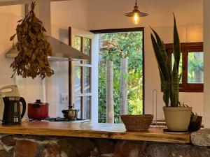 a kitchen with a counter with plants and a window at Macondo entre cerros y mar - con seña in Piriápolis