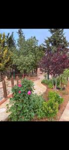 um jardim com flores rosas e árvores num parque em مزارع وشاليهات للايجار في جرش em Gérasa