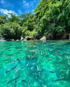 a group of fish swimming in a body of water at Cabana Aloha in Paraty