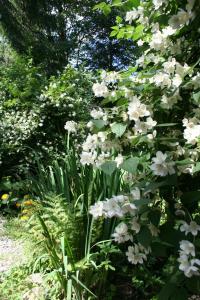 un ramo de flores blancas en un jardín en Willa Mitia, en Zakopane