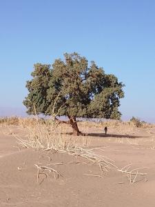 un árbol en medio de un desierto con una persona de pie bajo él en M'Hamid Budget Lodge en Mhamid