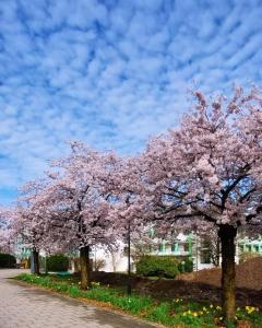 twee bomen met roze bloemen in een park bij Ferienwohnung Ott in Bad Endorf