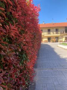 uma sebe com folhas vermelhas ao lado de um edifício em CasArte: monolocale TERRA em Alpignano