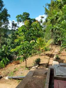 un chemin au milieu d'une forêt avec un arbre dans l'établissement Kandy Breeze Stay, à Urulewatta