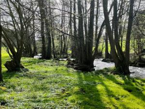 ein Waldgebiet mit Bäumen und grünem Gras in der Unterkunft Wind in den Weiden, Übernachten am Bachlauf in Birstein