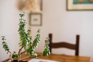 een plant bovenop een tafel bij Secret Garden Siena in Siena