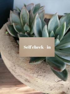 a succulent plant with a sign that reads self check in at La Terrazza di Empedocle in Agrigento