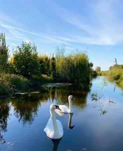 Dos cisnes blancos nadan en el agua en Exceptional house on the waterfront, en Reeuwijk