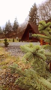 a green pine tree in front of a cabin at Moara de Pădure in Cluj-Napoca